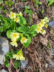 Primula ruprechtii
