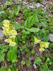 Primula ruprechtii