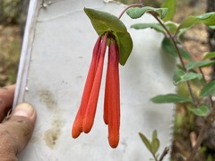 Lonicera pilosa