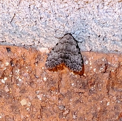 Dyspyralis puncticosta