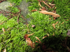 Leiobunum calcar