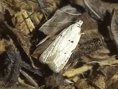 Symmocinae