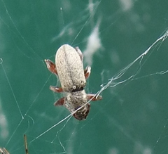 Phyllobius contemptus