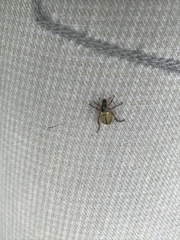 Macrodactylus subspinosus