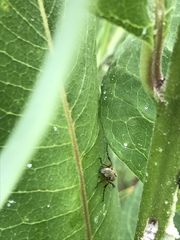 Macrodactylus subspinosus