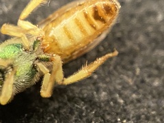 Agapostemon melliventris