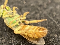 Agapostemon melliventris