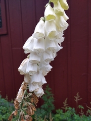 Digitalis lutea