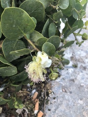 Capparis