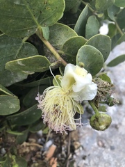 Capparis
