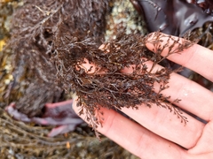 Odonthalia floccosa