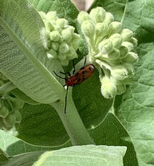 Tetraopes tetrophthalmus