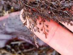 Odonthalia floccosa