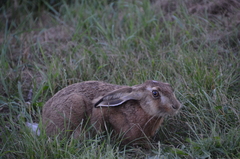 Lepus europaeus