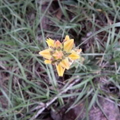 Echeveria platyphylla