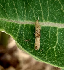 Pterygota