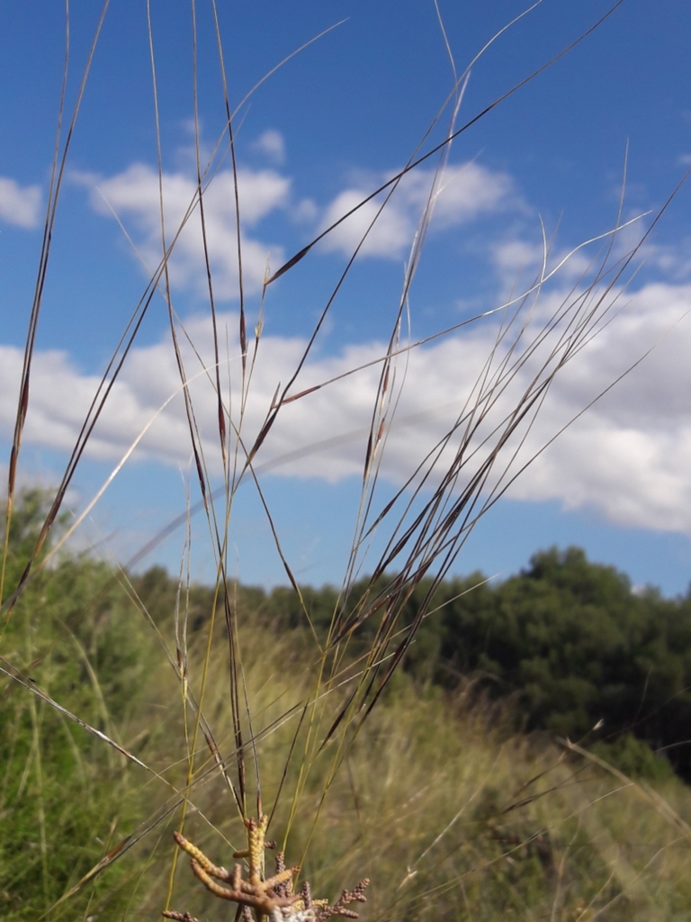 Esparto basto