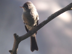 Contopus cinereus