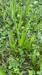 Plantago lanceolata