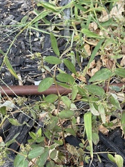 Euphorbia hypericifolia