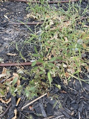Euphorbia hypericifolia