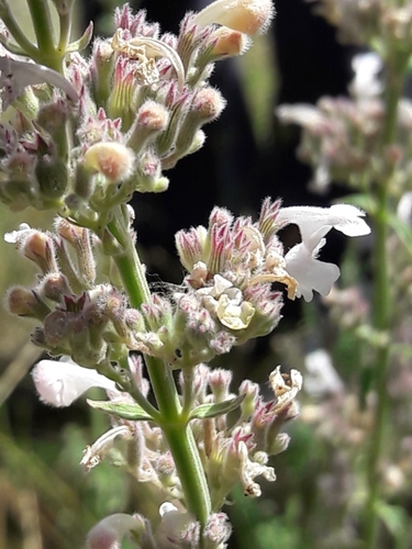 Nepeta nepetella L.