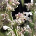 Lesser Catmint - Photo (c) Javier Peralta de Andrés, some rights reserved (CC BY-NC), uploaded by Javier Peralta de Andrés