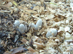 Coprinopsis lagopus