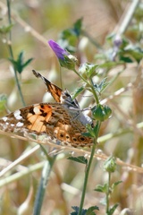 Vanessa cardui