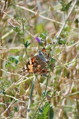 Vanessa cardui