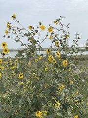 Helianthus argophyllus
