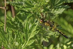 Celithemis martha