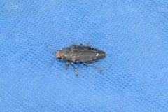 Buprestis lyrata