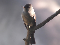 Contopus cinereus