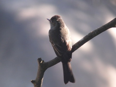 Contopus cinereus
