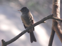 Contopus cinereus