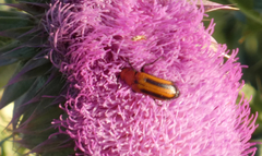 Nemognatha piazata