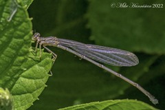 Enallagma vesperum