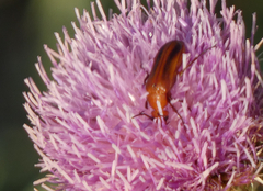 Nemognatha piazata