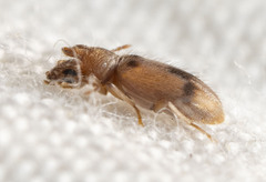 Notoxus monodon
