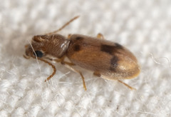 Notoxus monodon