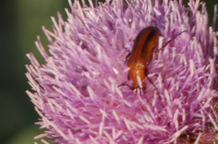 Nemognatha piazata