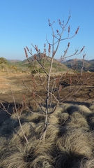 Hymenodictyon floribundum