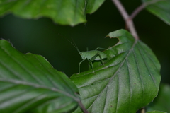 Poecilimon schmidtii