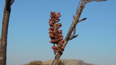 Hymenodictyon floribundum