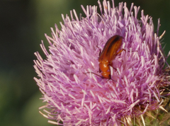 Nemognatha piazata
