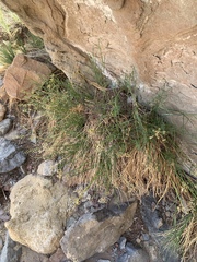 Cymopterus petraeus