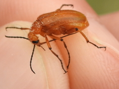 Nemognatha piazata