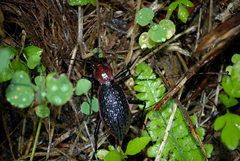 Carabus nankotaizanus