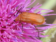 Nemognatha piazata